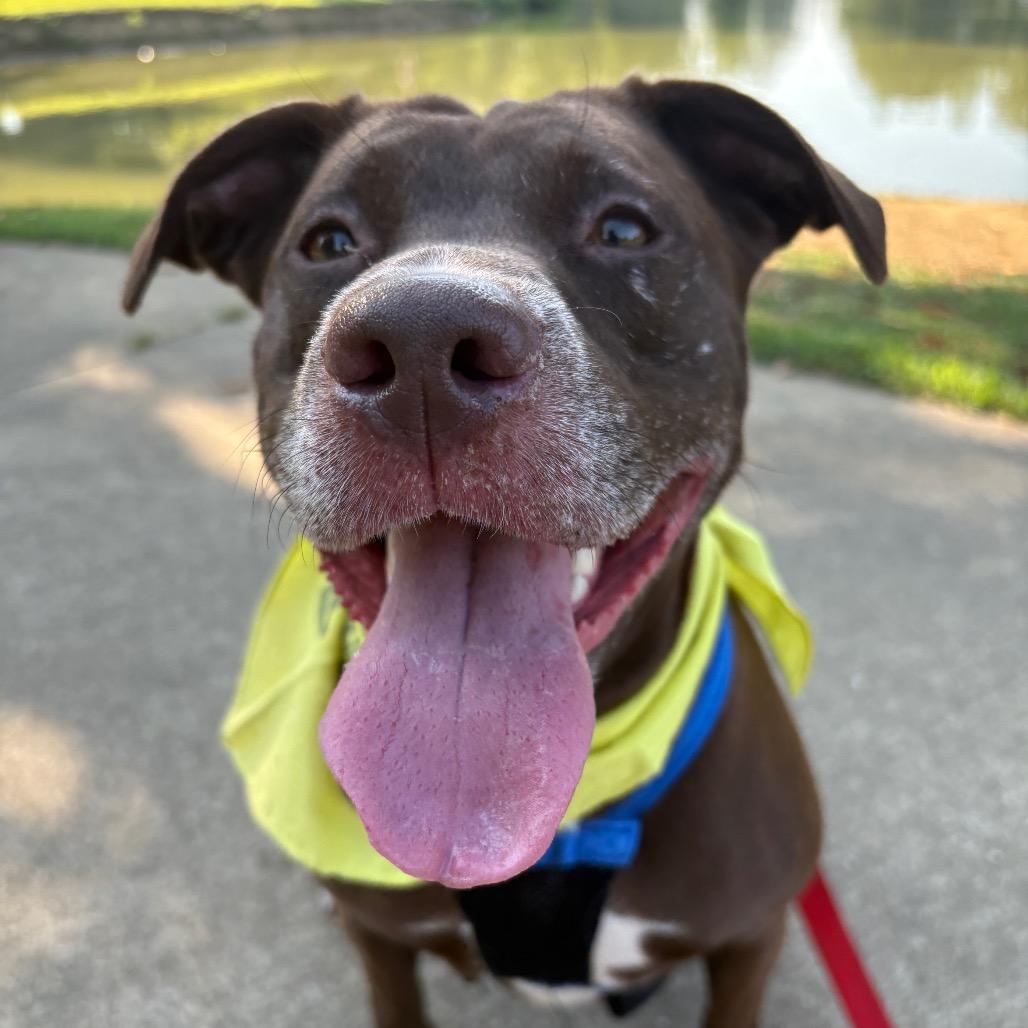 Enlarge Kola, a Adoptable mixed breed in Reisterstown, MD image 3/6