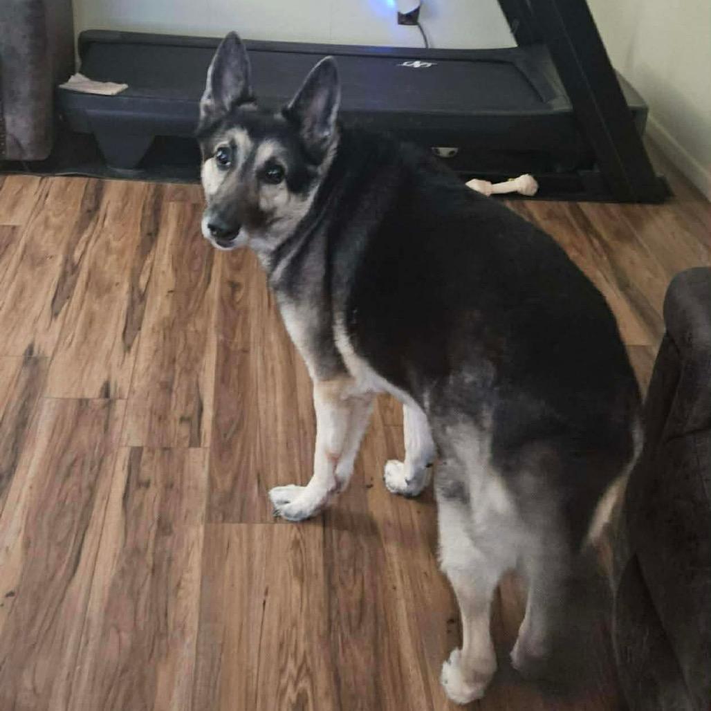 Sarge, Adoptable, Adult Male German Shepherd Dog.