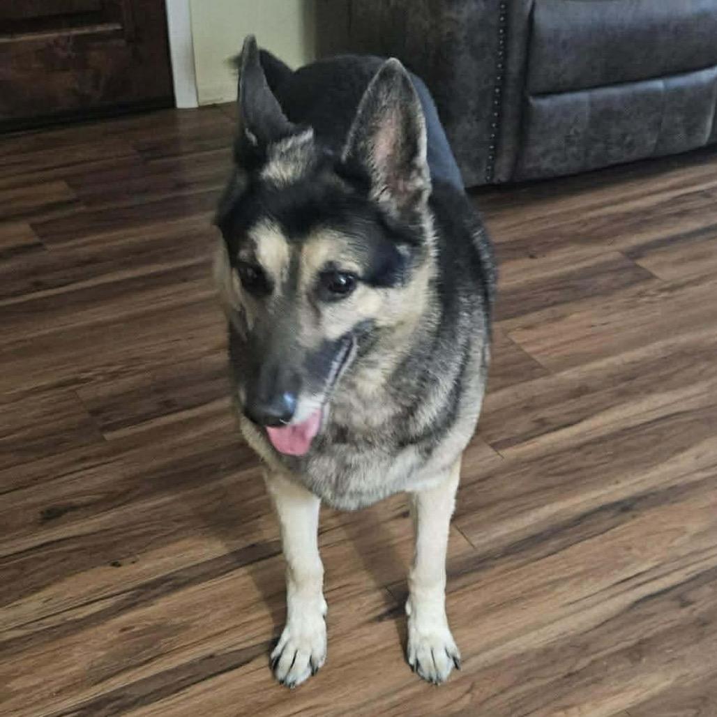 Enlarge Sarge, a Adoptable German Shepherd Dog in Tulsa, OK image 2/3