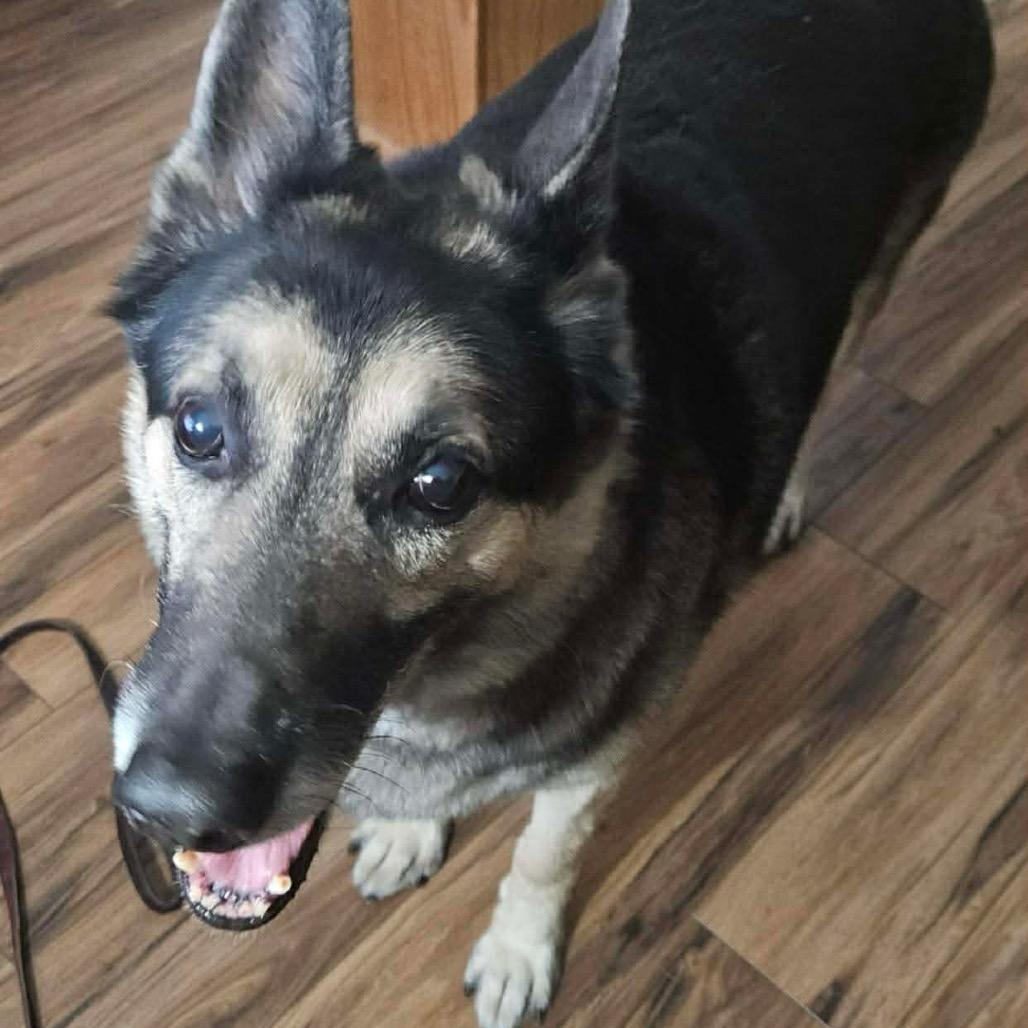 Enlarge Sarge, a Adoptable German Shepherd Dog in Tulsa, OK image 3/3