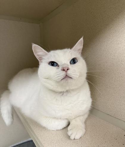 Snowball, Adoptable, Adult Male Domestic Short Hair & Domestic Short Hair.