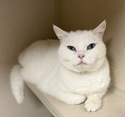 Enlarge Snowball, a Adoptable mixed breed in East Brookfield, MA image 2/2