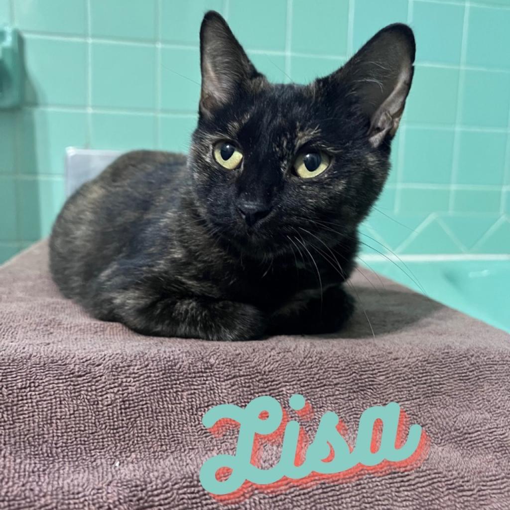 Lisa, Adoptable, Adult Female Domestic Short Hair.