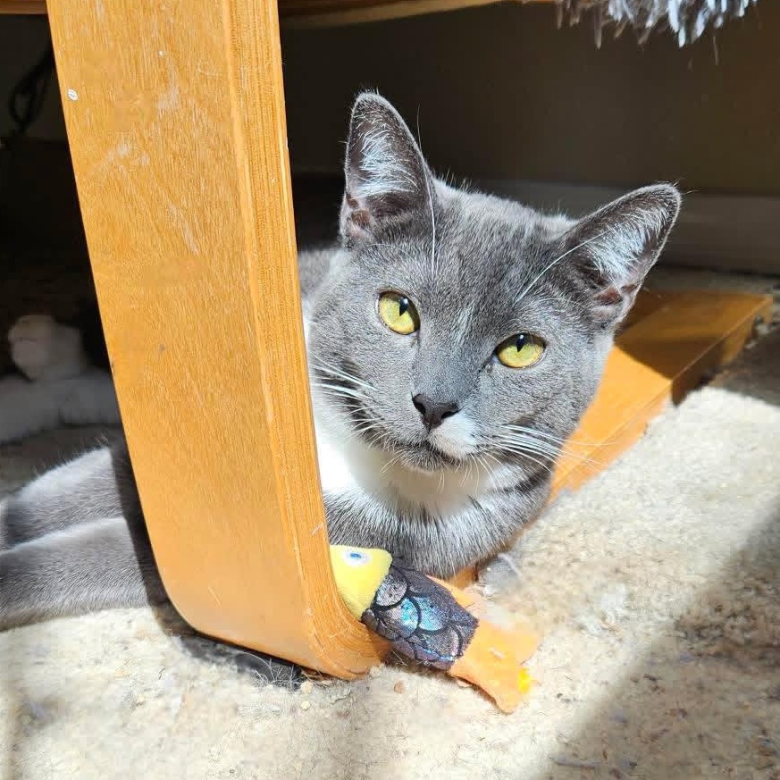 Tupac, Adoptable, Young Male Domestic Short Hair.