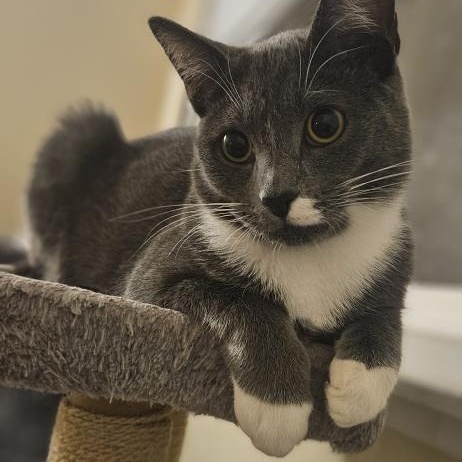 Tupac, a Adoptable Domestic Short Hair in Santa Ana, CA image 2/6