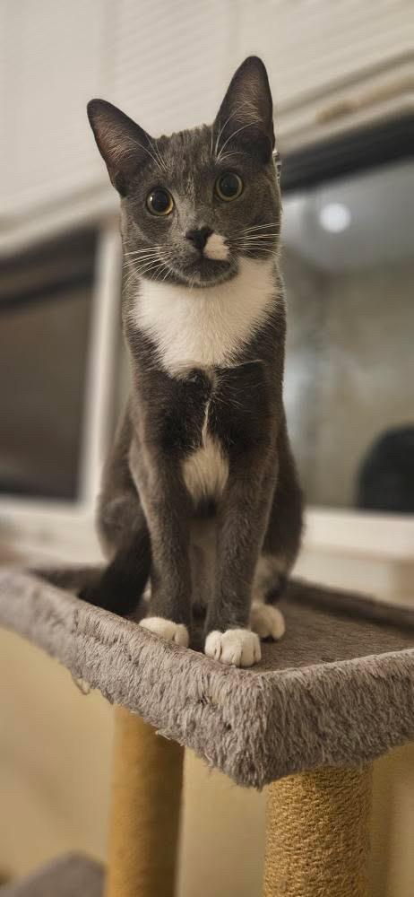 Tupac, a Adoptable Domestic Short Hair in Santa Ana, CA image 3/6