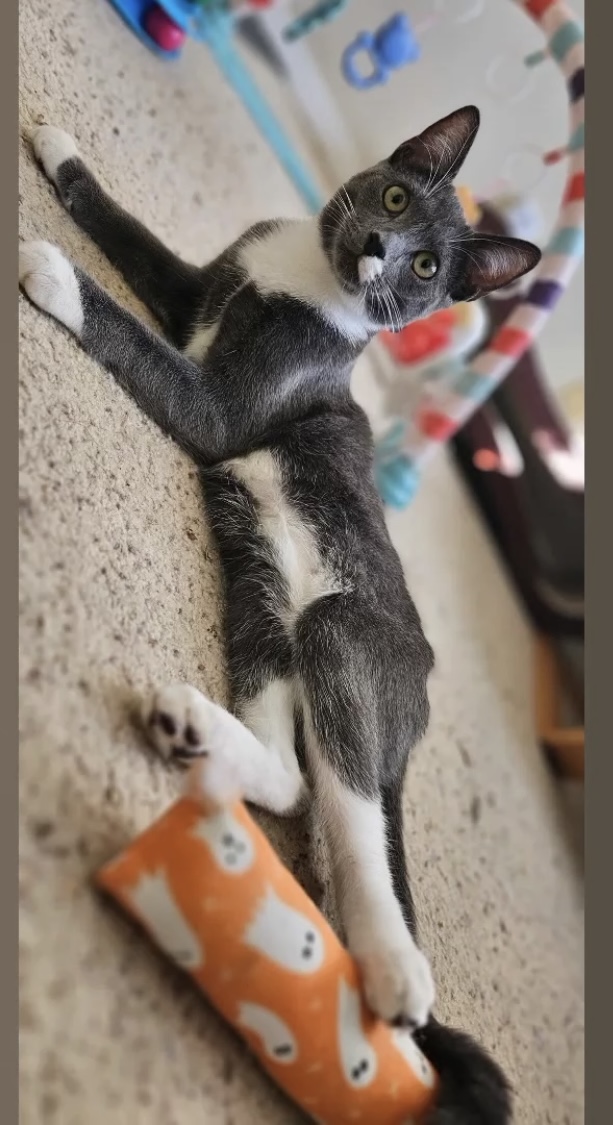 Tupac, a Adoptable Domestic Short Hair in Santa Ana, CA image 6/6