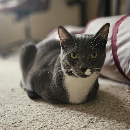 Tupac, a Adoptable Domestic Short Hair in Santa Ana, CA image 4/6