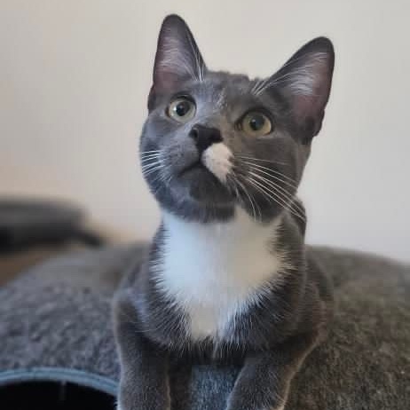 Tupac, a Adoptable Domestic Short Hair in Santa Ana, CA image 5/6