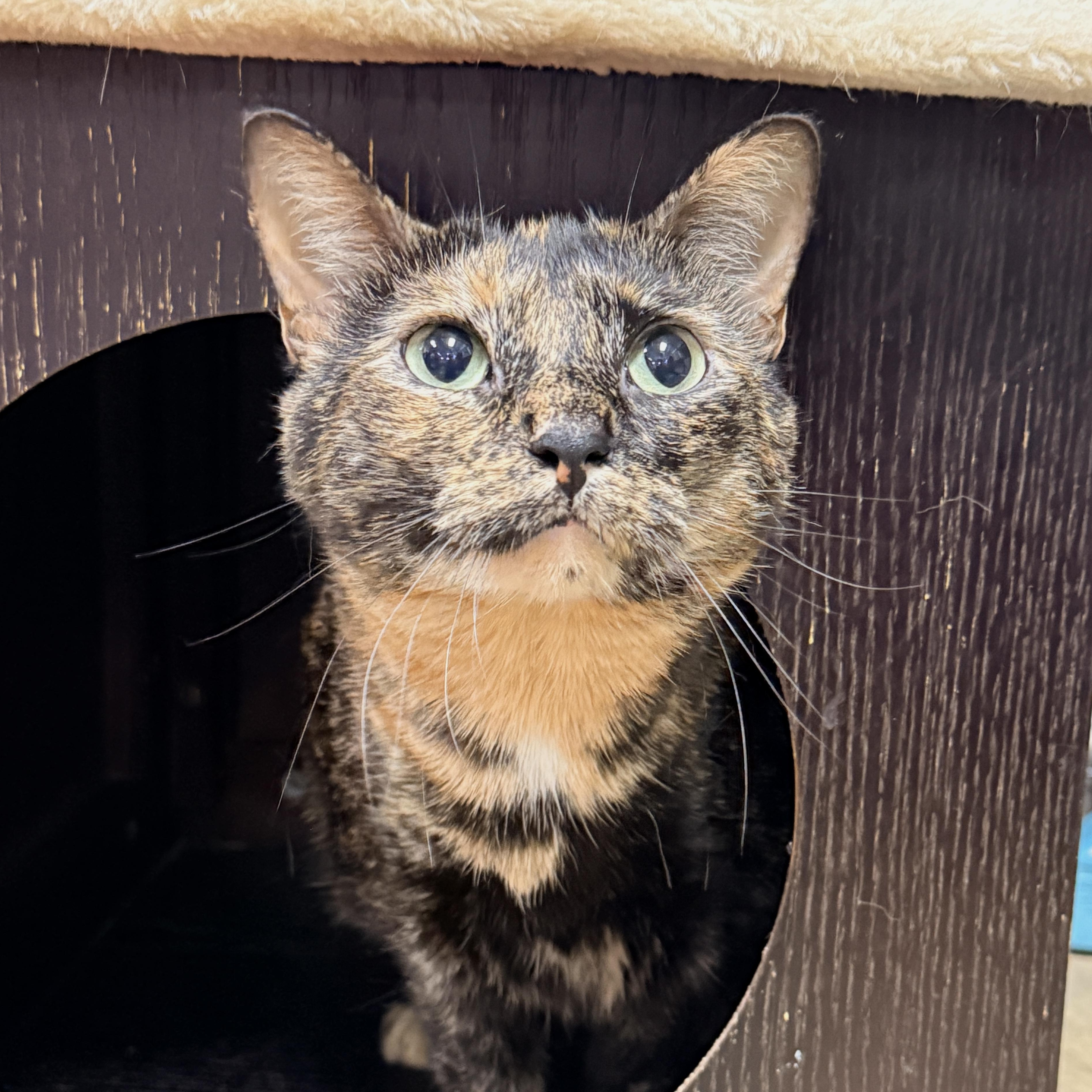 Enlarge Louise, a Adoptable Tortoiseshell in Collierville, TN image 2/4
