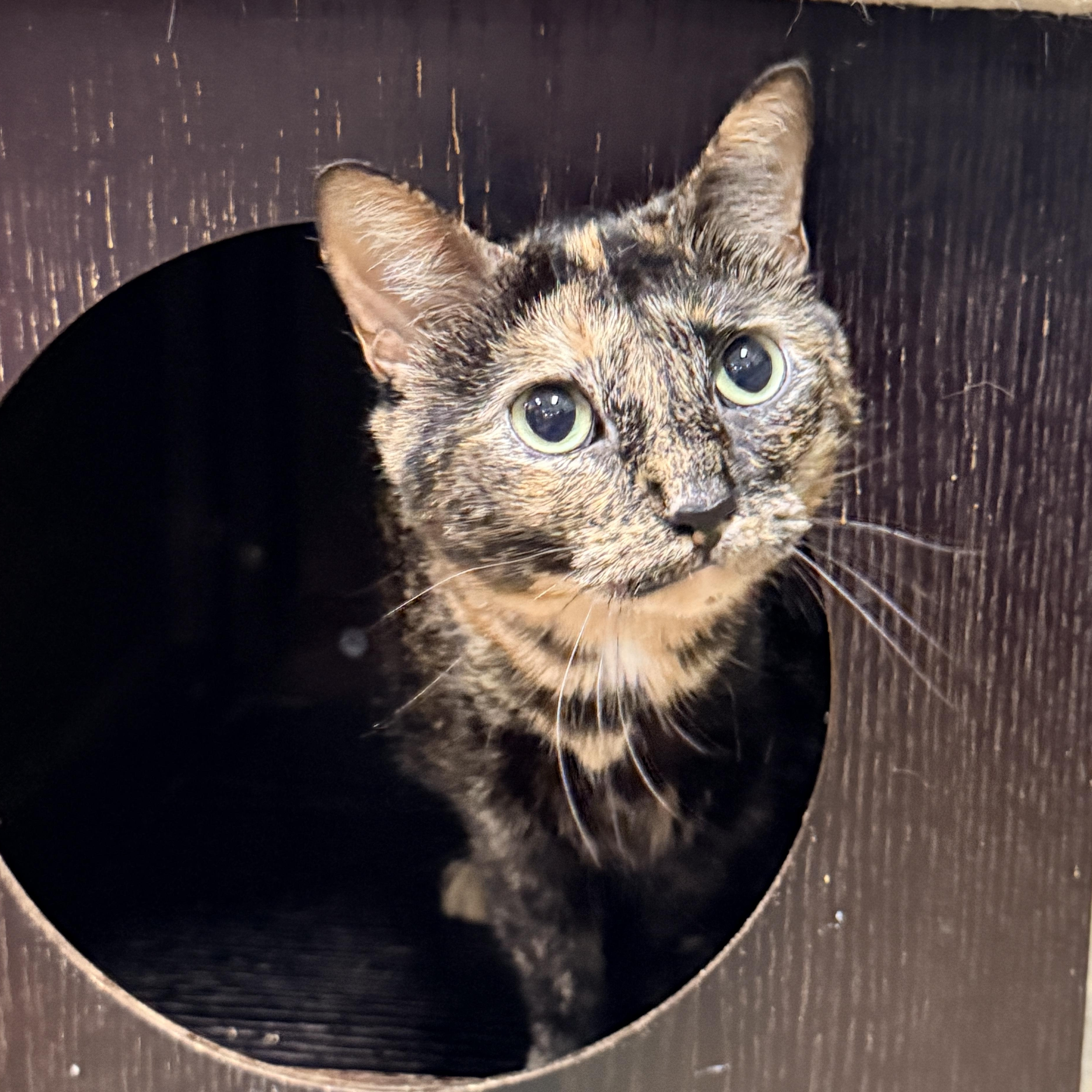 Louise, Adoptable, Adult Female Tortoiseshell.