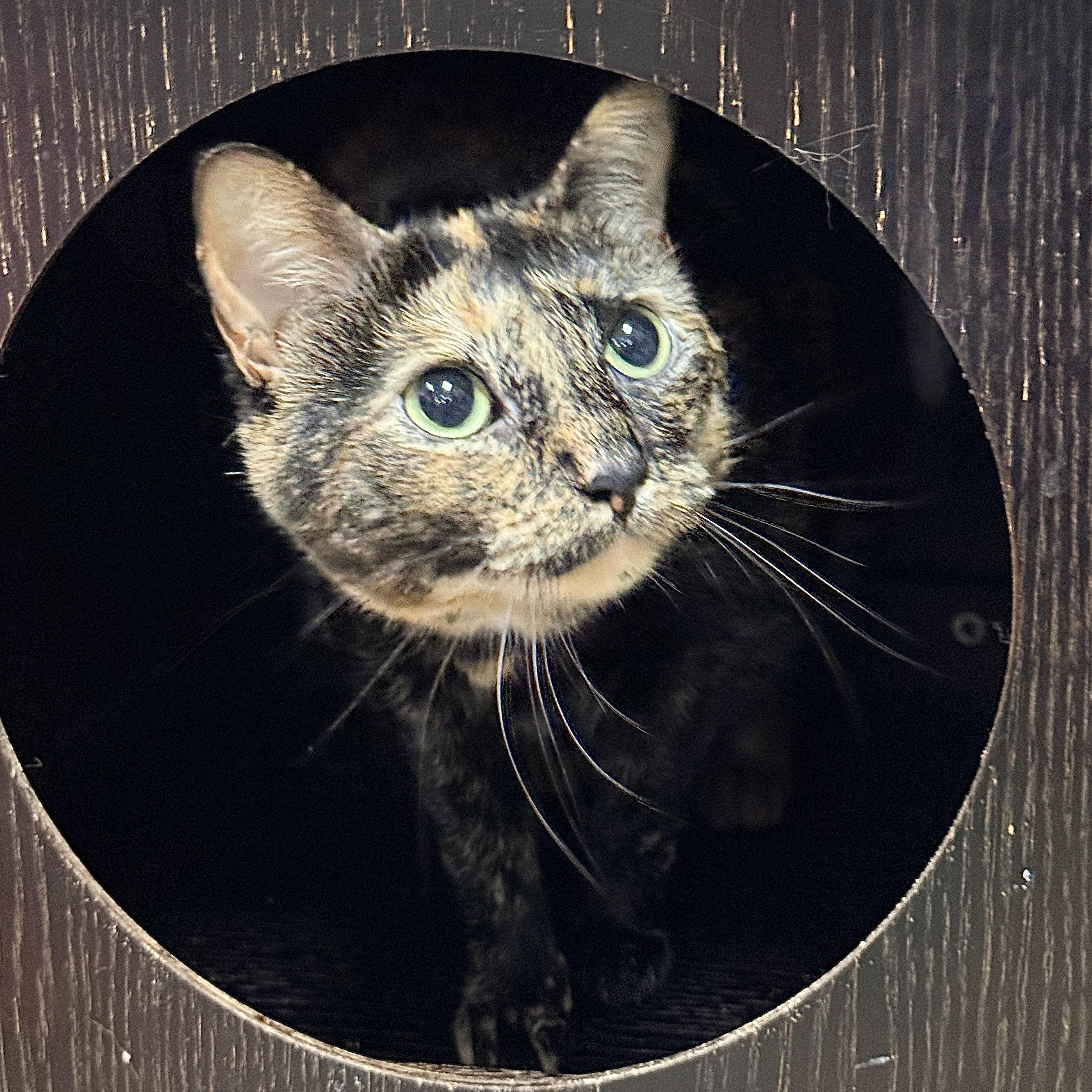 Enlarge Louise, a Adoptable Tortoiseshell in Collierville, TN image 3/4