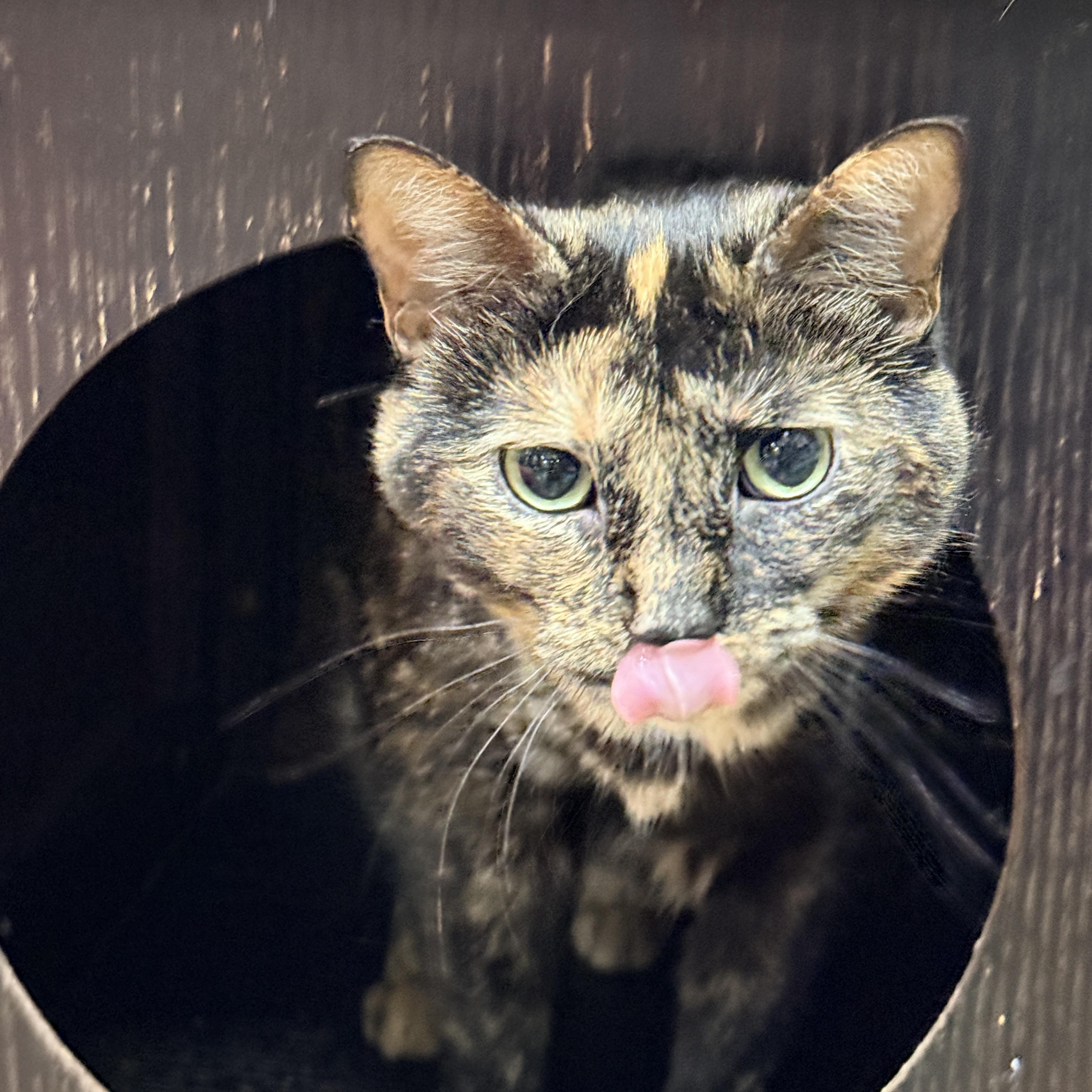 Enlarge Louise, a Adoptable Tortoiseshell in Collierville, TN image 4/4