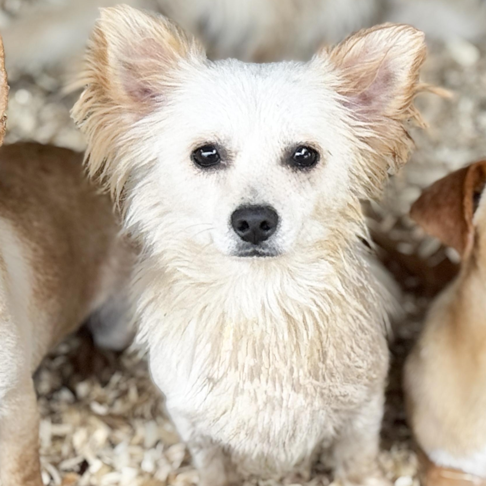 Churro, Young Male Mixed Breed
