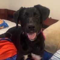Raya, Adoptable, Puppy Female Labrador Retriever.