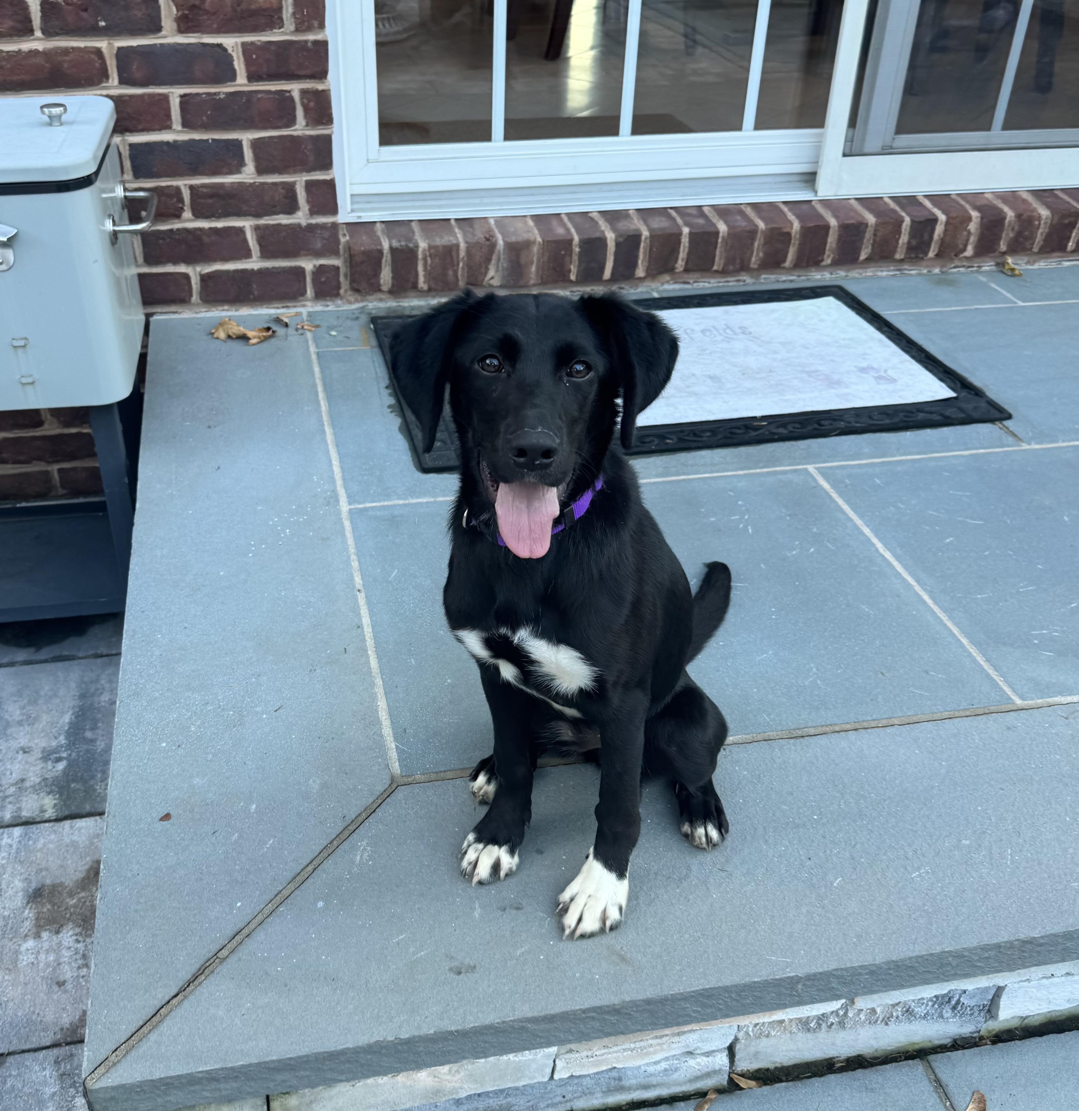 Raya, an adopted mixed breed in Manhasset, NY image 3/6