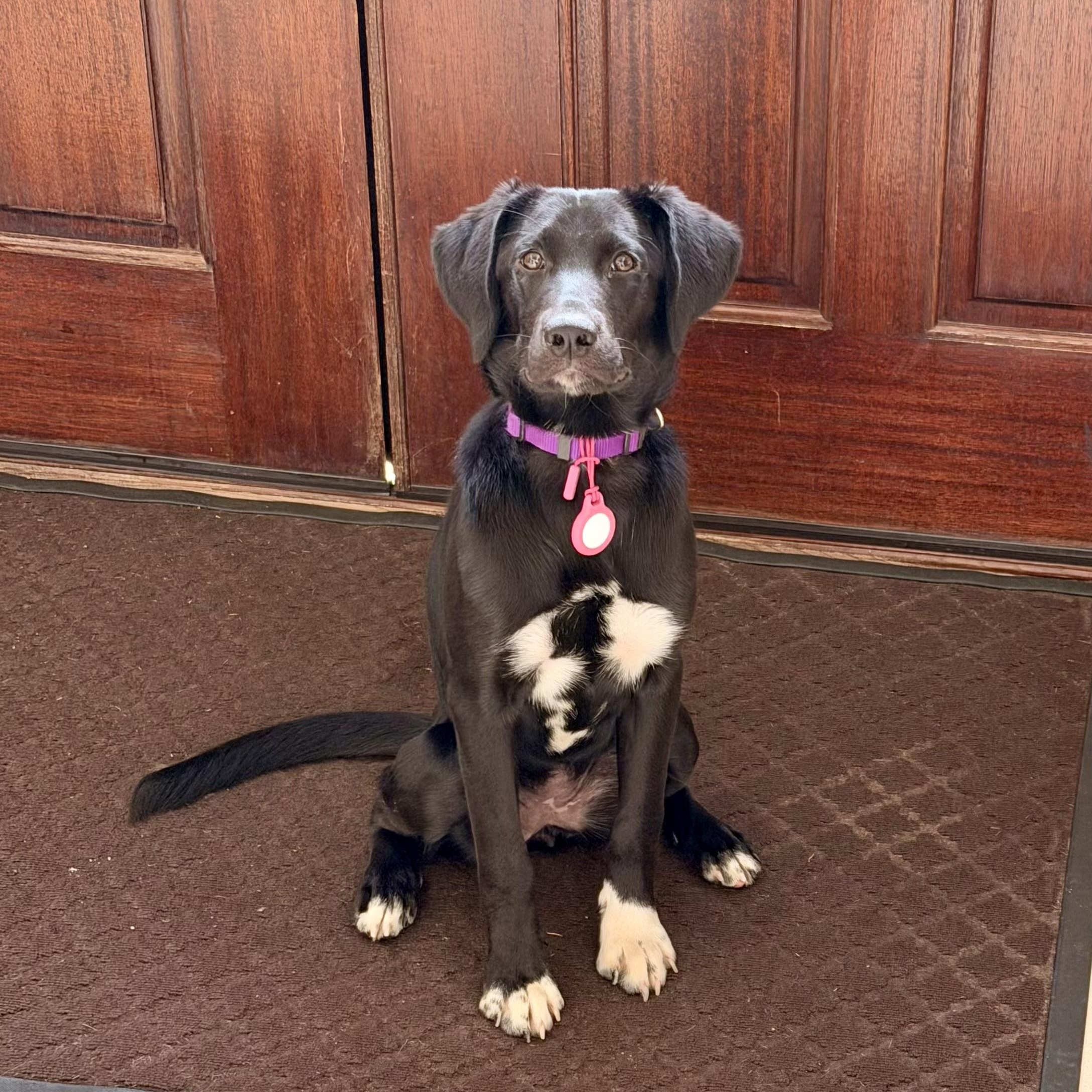 Raya, an adopted mixed breed in Manhasset, NY image 2/6