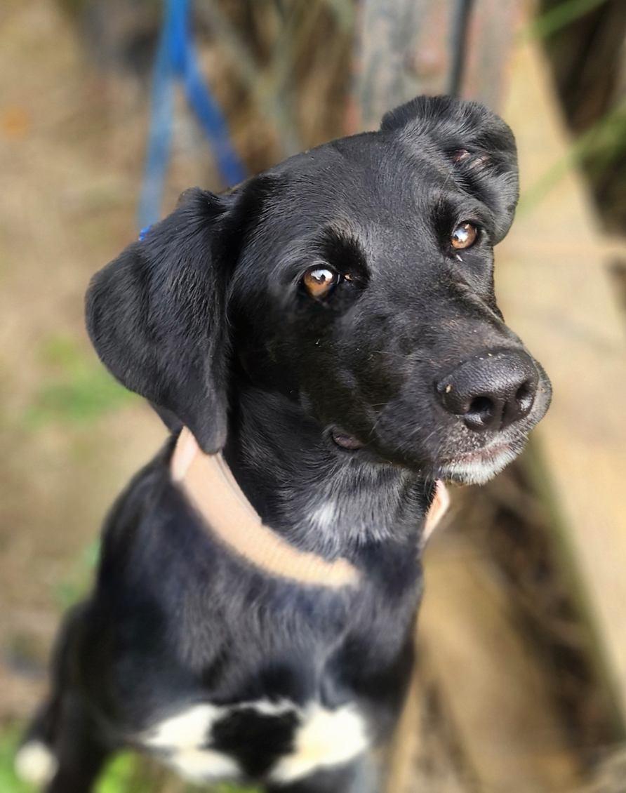 Raya, an adopted mixed breed in Manhasset, NY image 4/6