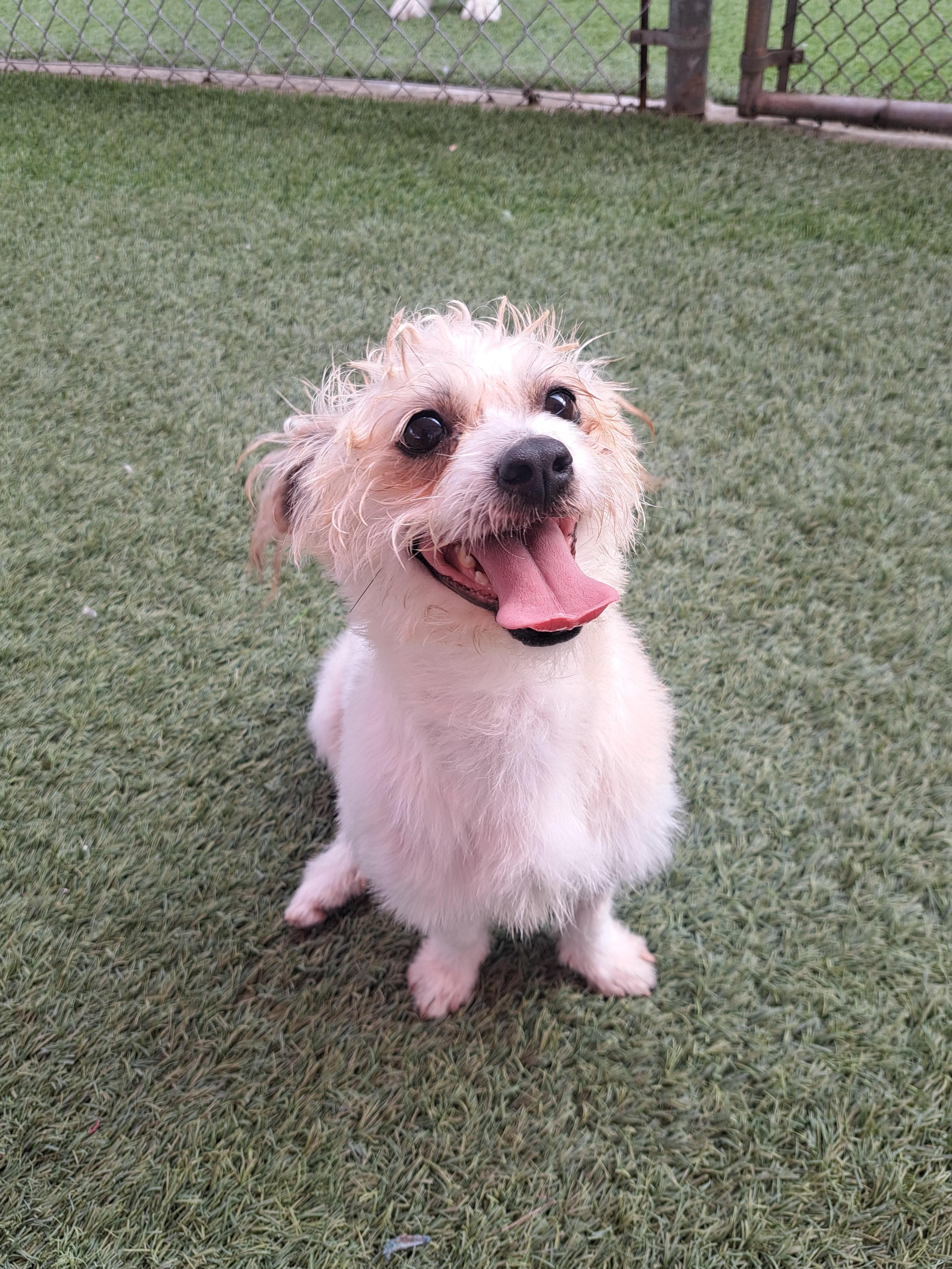 Enlarge Grits, a ADOPTABLE mixed breed in Glendale, AZ image 2/3