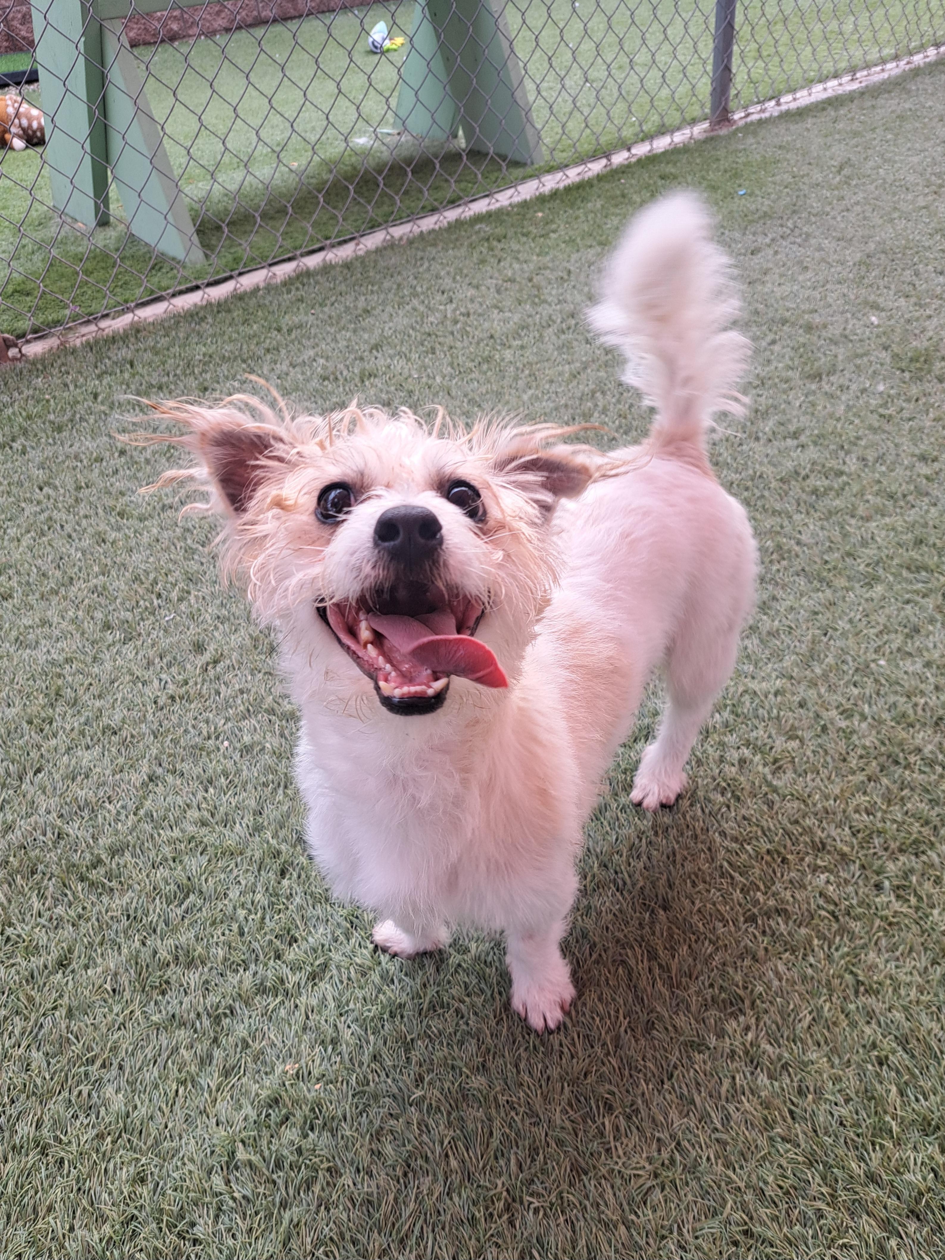 Enlarge Grits, a ADOPTABLE mixed breed in Glendale, AZ image 3/3