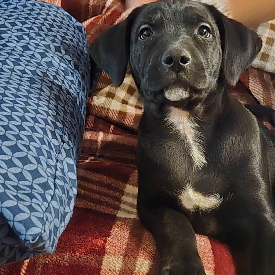 Ryder, adopted, Puppy Male Labrador Retriever.