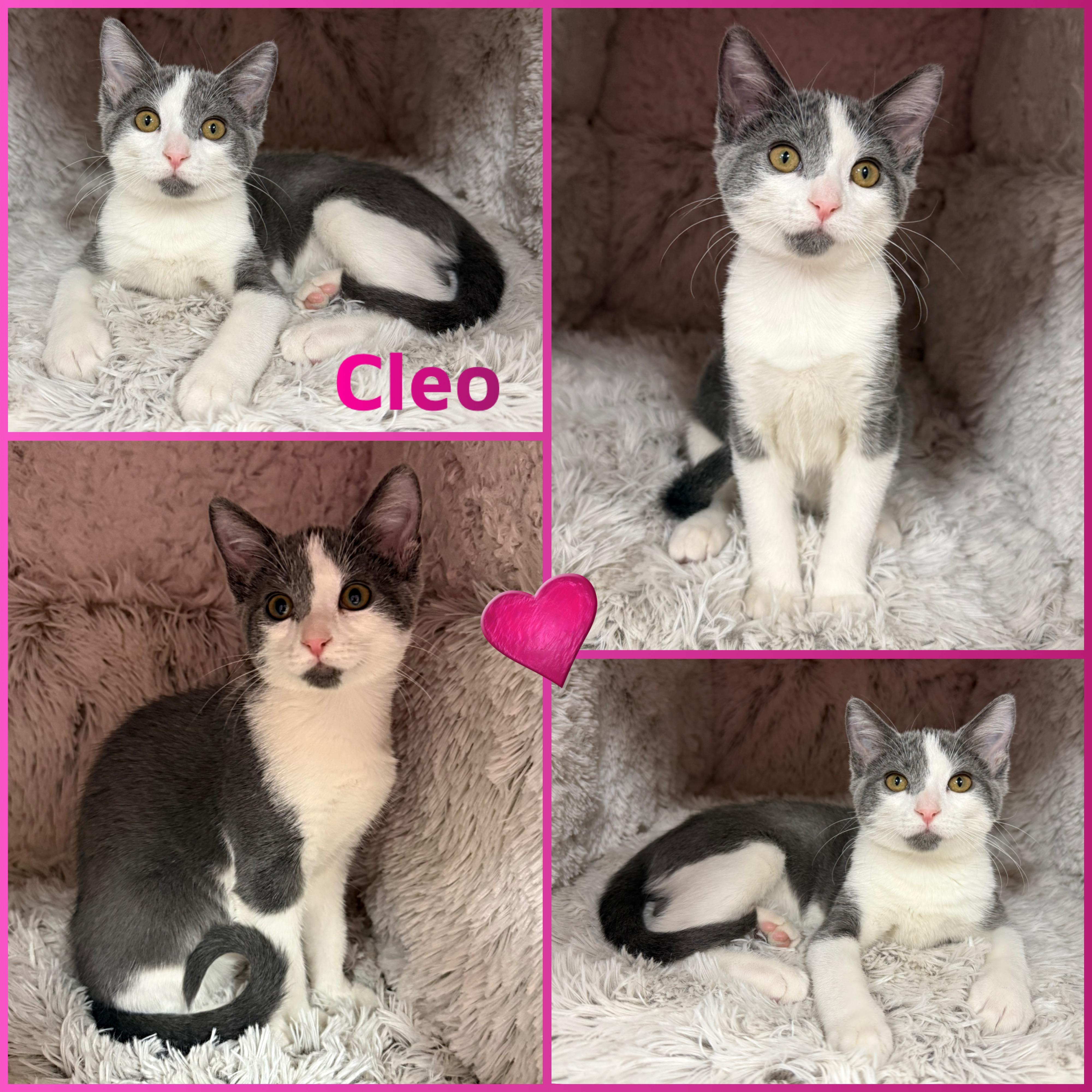 Enlarge Cleo, a Adoptable Domestic Short Hair in Louisville, KY image 1/1
