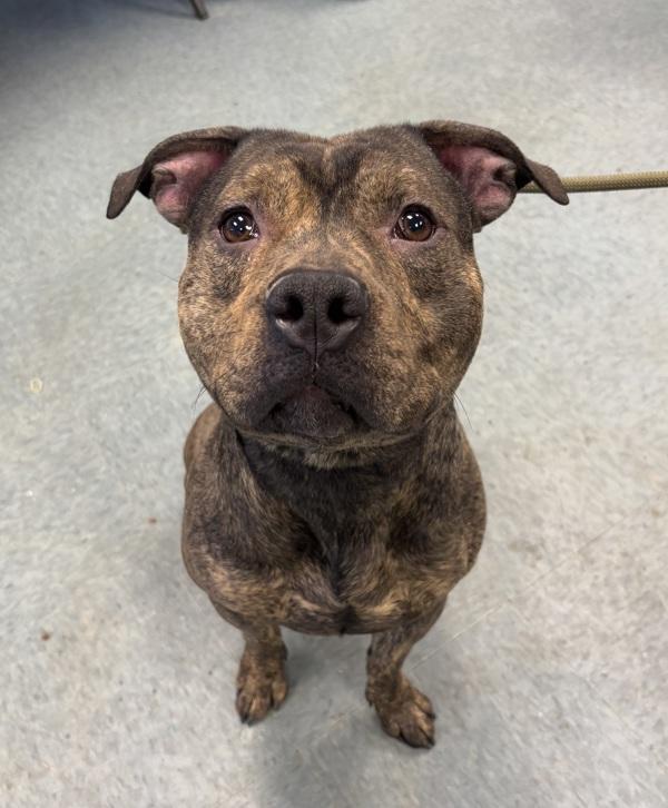 Enlarge Dragon Trainer, a Adoptable mixed breed in Richmond, VA image 1/2