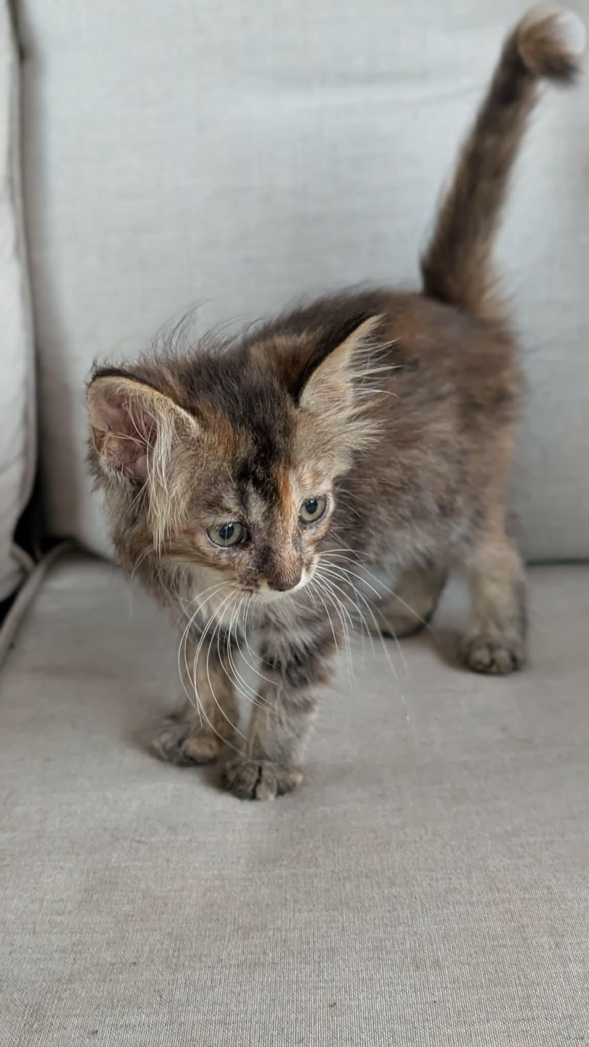 Enlarge Bee, an adopted Domestic Long Hair in Tulsa, OK image 1/1