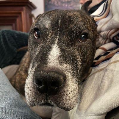 Lucas, Adoptable, Adult Male Mixed Breed.