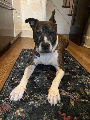 Enlarge Lucas, a Adoptable Mixed Breed in New York, NY image 2/3