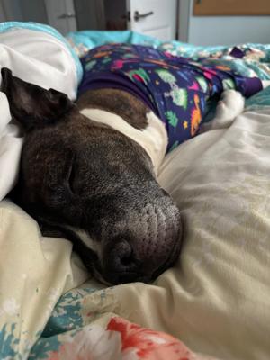 Enlarge Lucas, a Adoptable Mixed Breed in New York, NY image 3/3