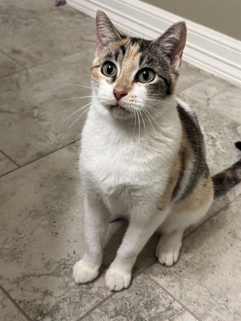 MAEVE, Adoptable, Adult Female Domestic Short Hair.