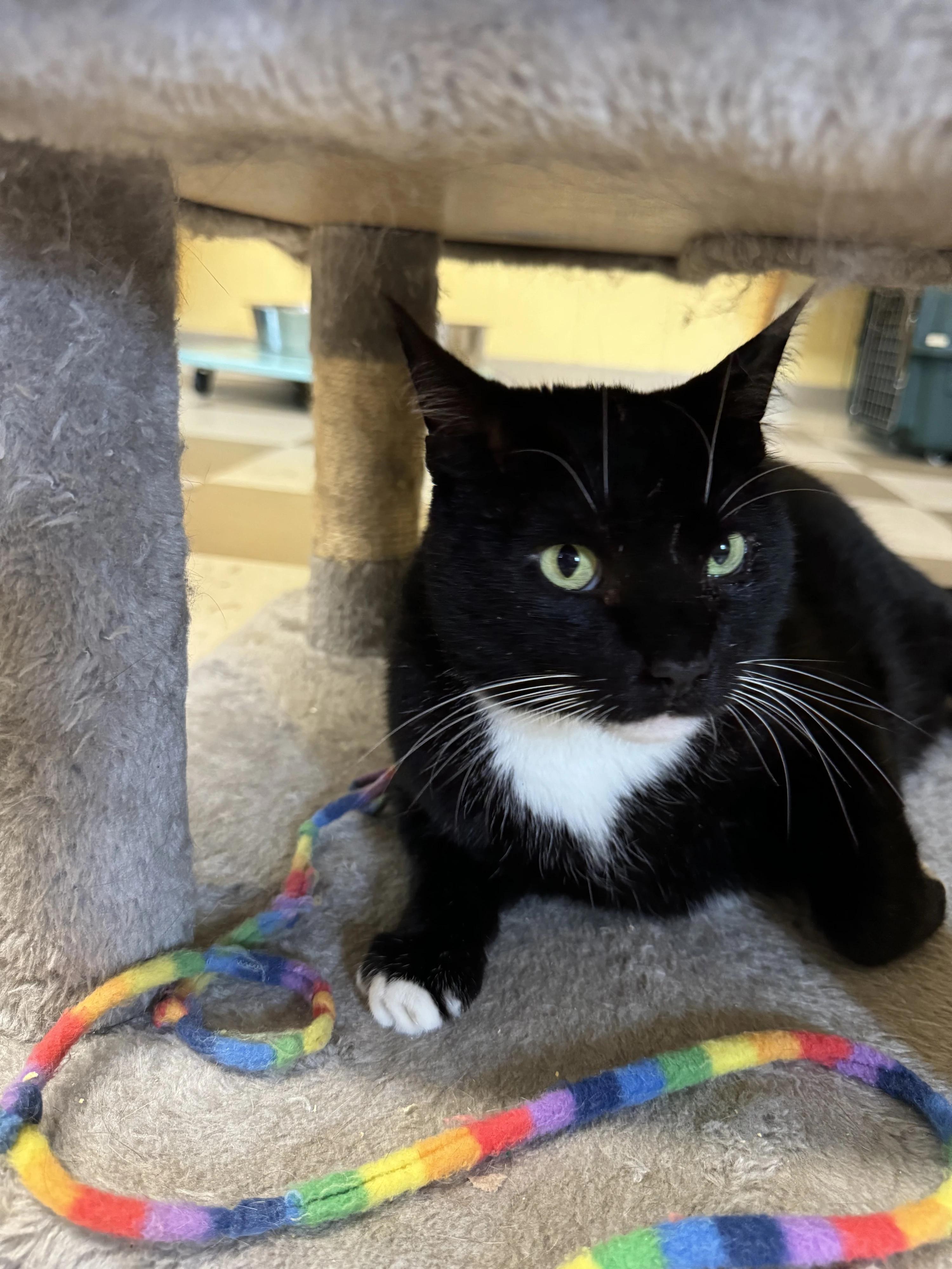 Sky Lucas, Adoptable, Adult Male Domestic Short Hair & Tuxedo.