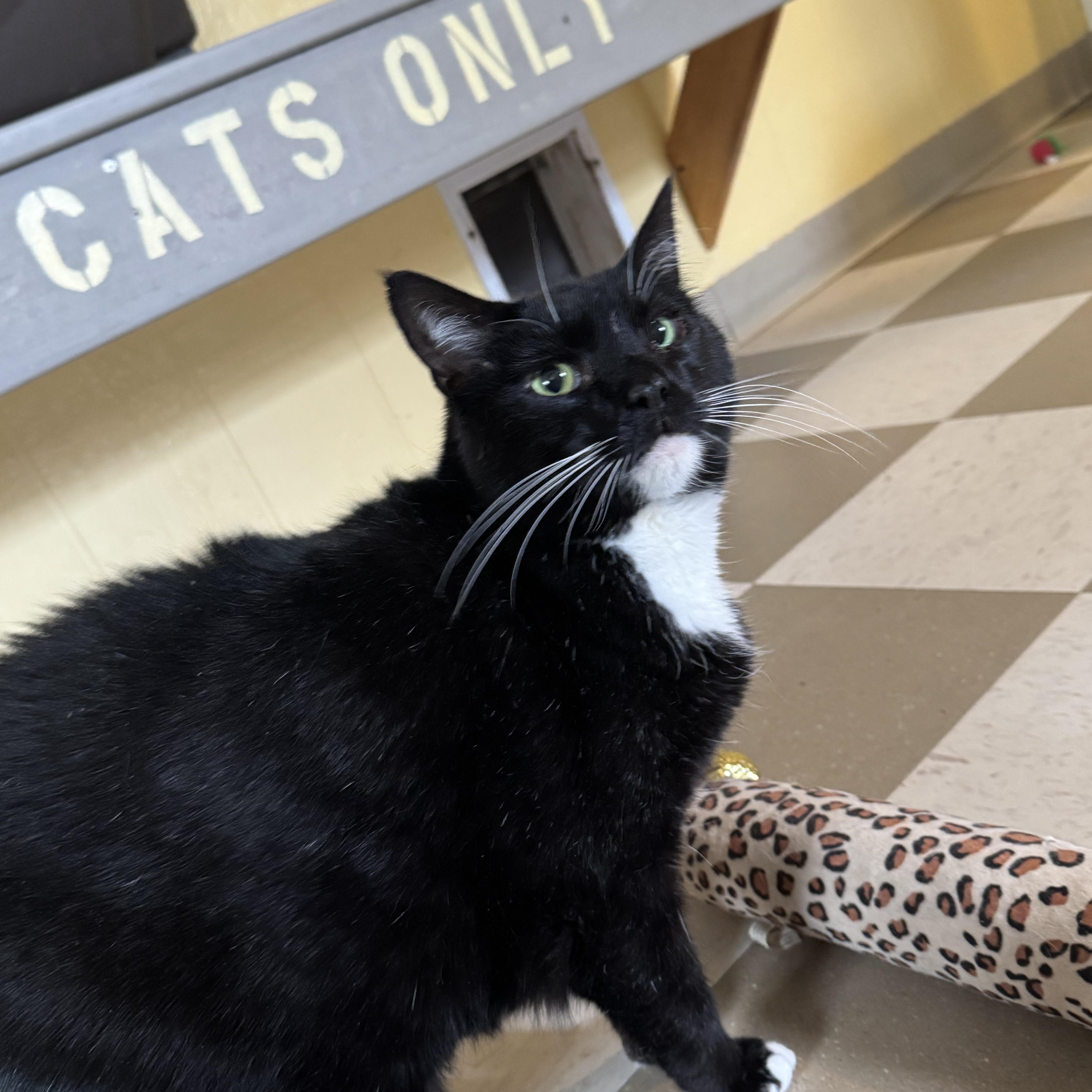 Sky Lucas, a Adoptable mixed breed in North East, MD image 5/9