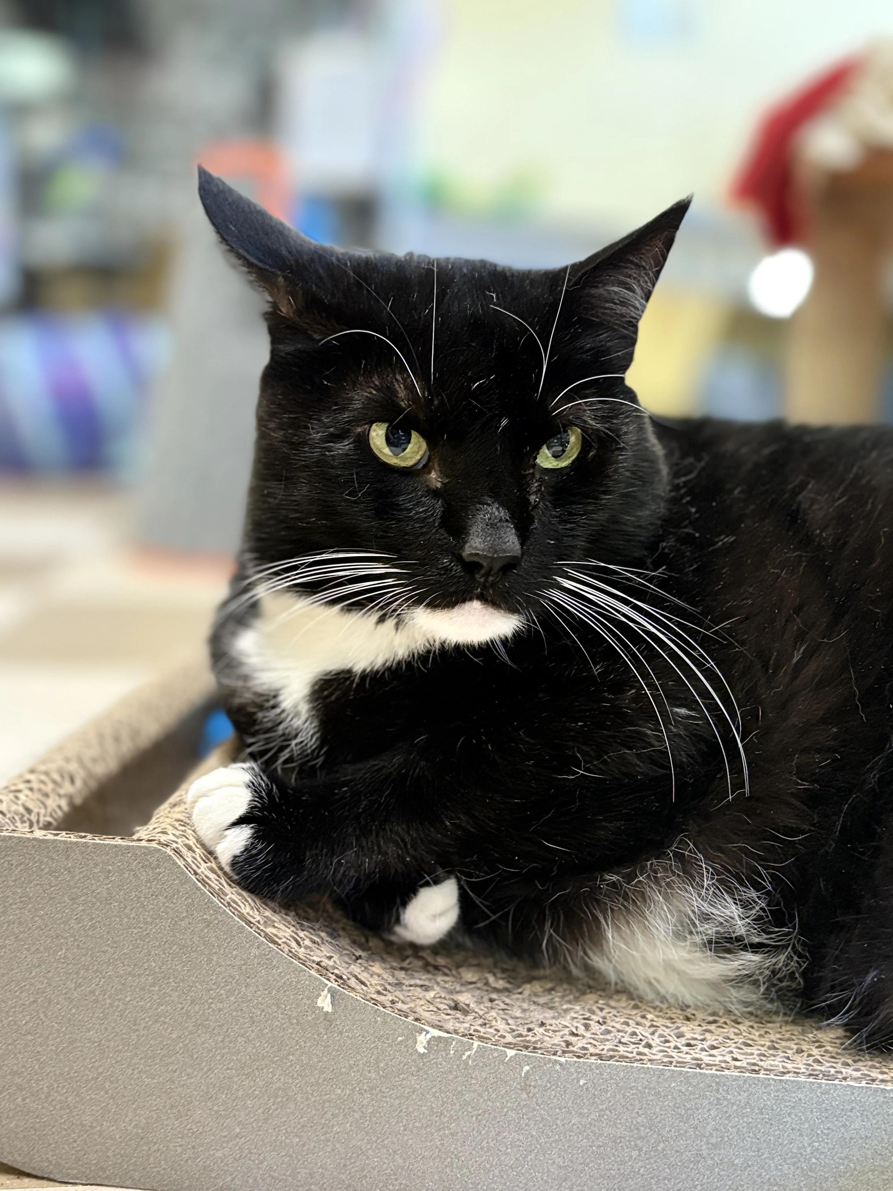 Sky Lucas, a Adoptable mixed breed in North East, MD image 6/9