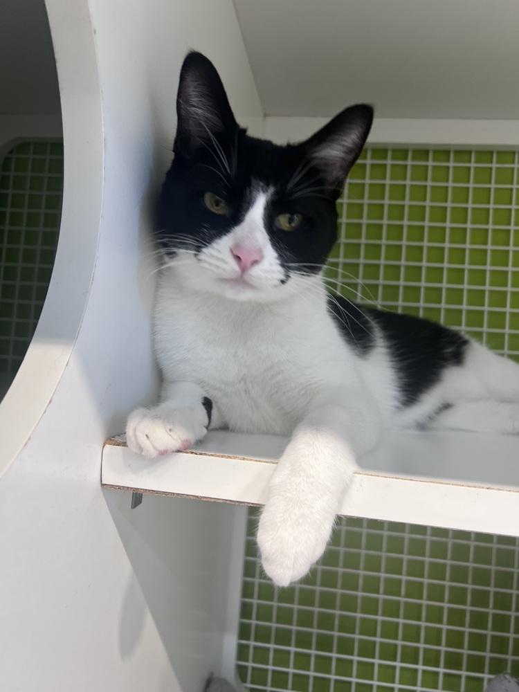 Verso, a Adoptable Domestic Short Hair in Blanchard, OK image 1/6