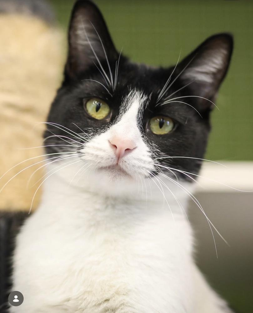 Verso, a Adoptable Domestic Short Hair in Blanchard, OK image 2/6