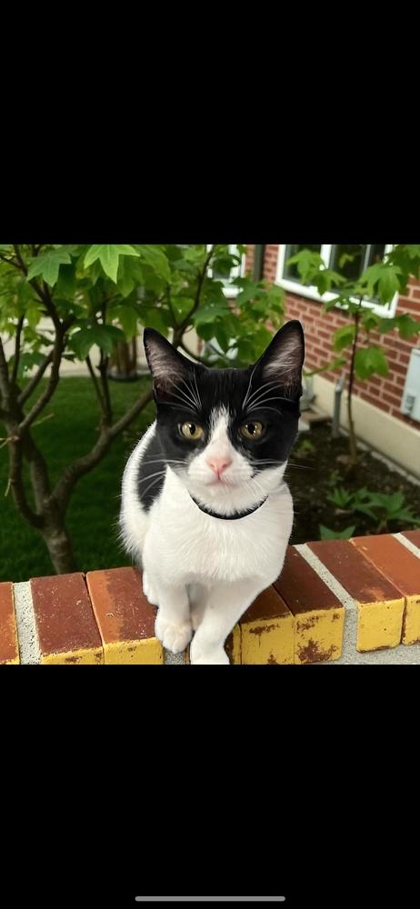 Verso, Adoptable, Adult Male Domestic Short Hair.