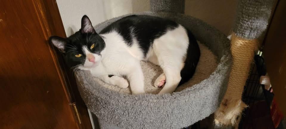 Verso, a Adoptable Domestic Short Hair in Blanchard, OK image 2/2