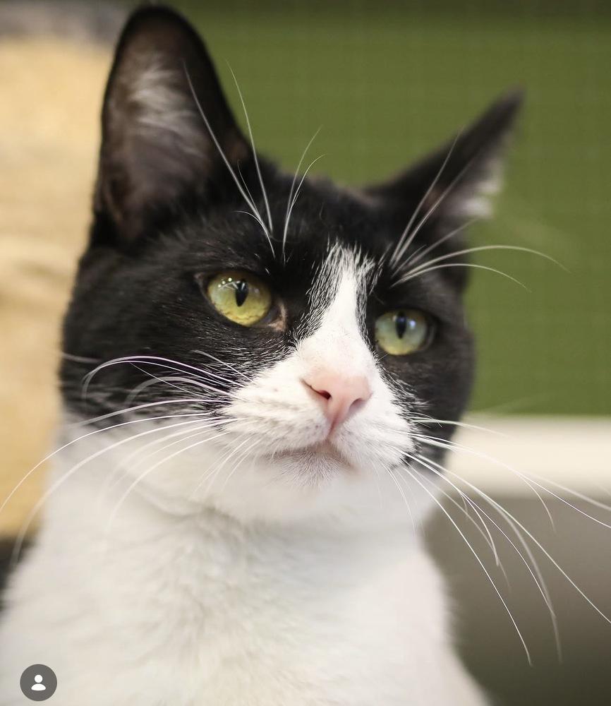Verso, a Adoptable Domestic Short Hair in Blanchard, OK image 5/6