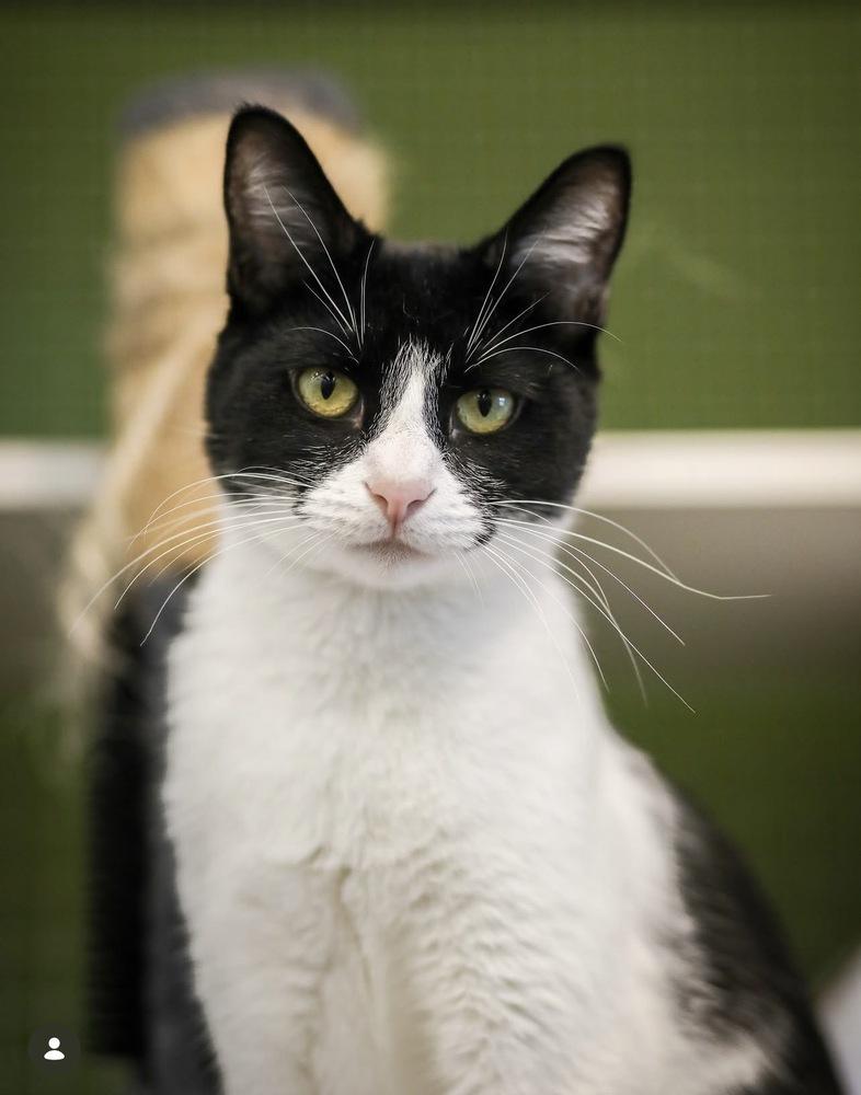 Verso, a Adoptable Domestic Short Hair in Blanchard, OK image 6/6