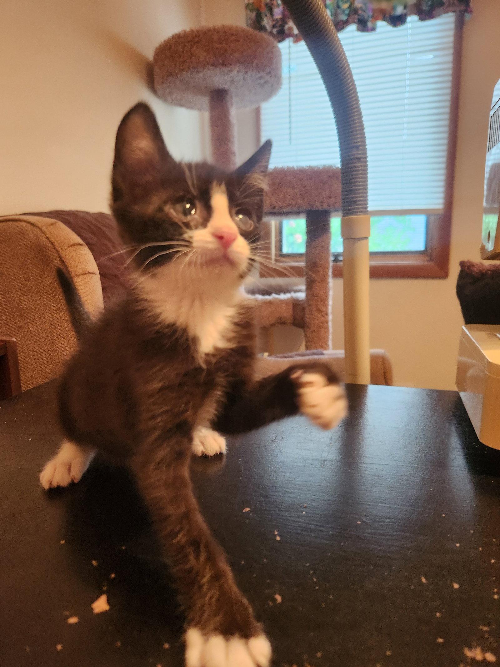 Archer, Adoptable, Kitten Male Tuxedo & Domestic Short Hair.