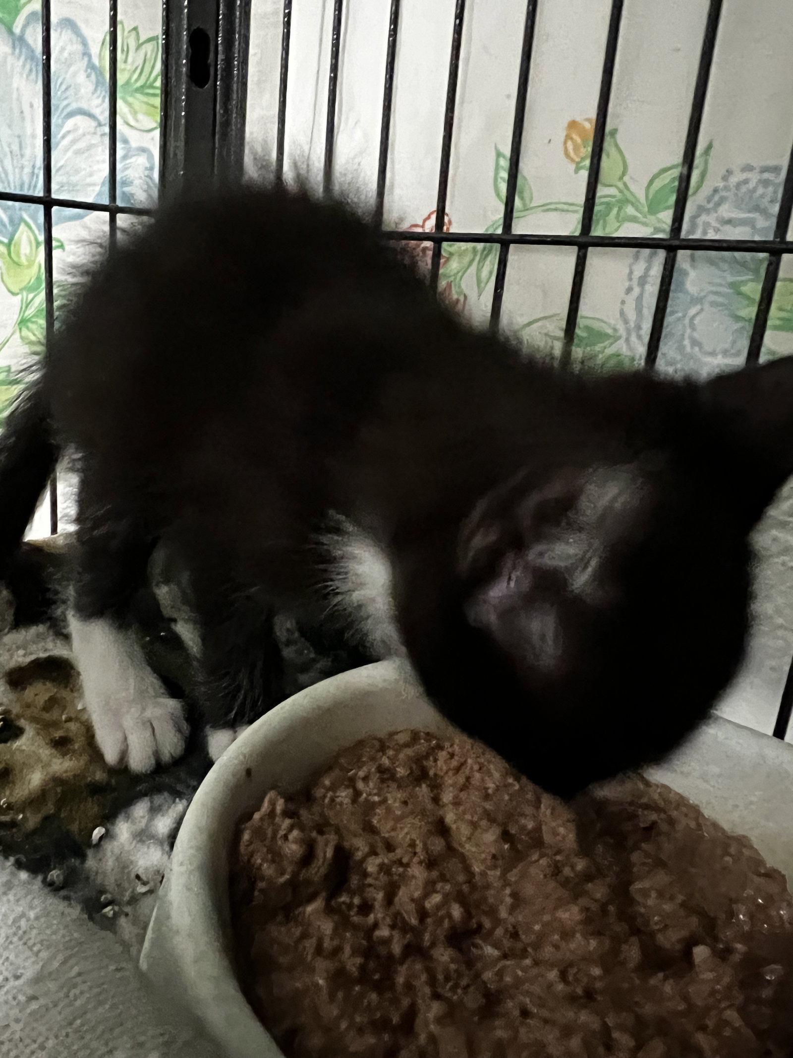 Enlarge Archer, a Adoptable mixed breed in Ringwood, NJ image 2/3