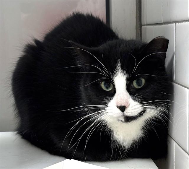 SKIP IT, Adoptable, Adult Female Domestic Short Hair.