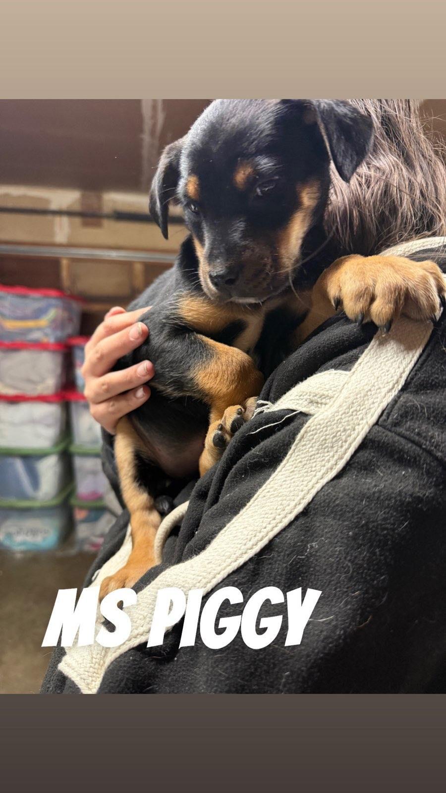 Enlarge Ms. Piggie , an adoptable Mixed Breed in Klamath Falls, OR image 1/2