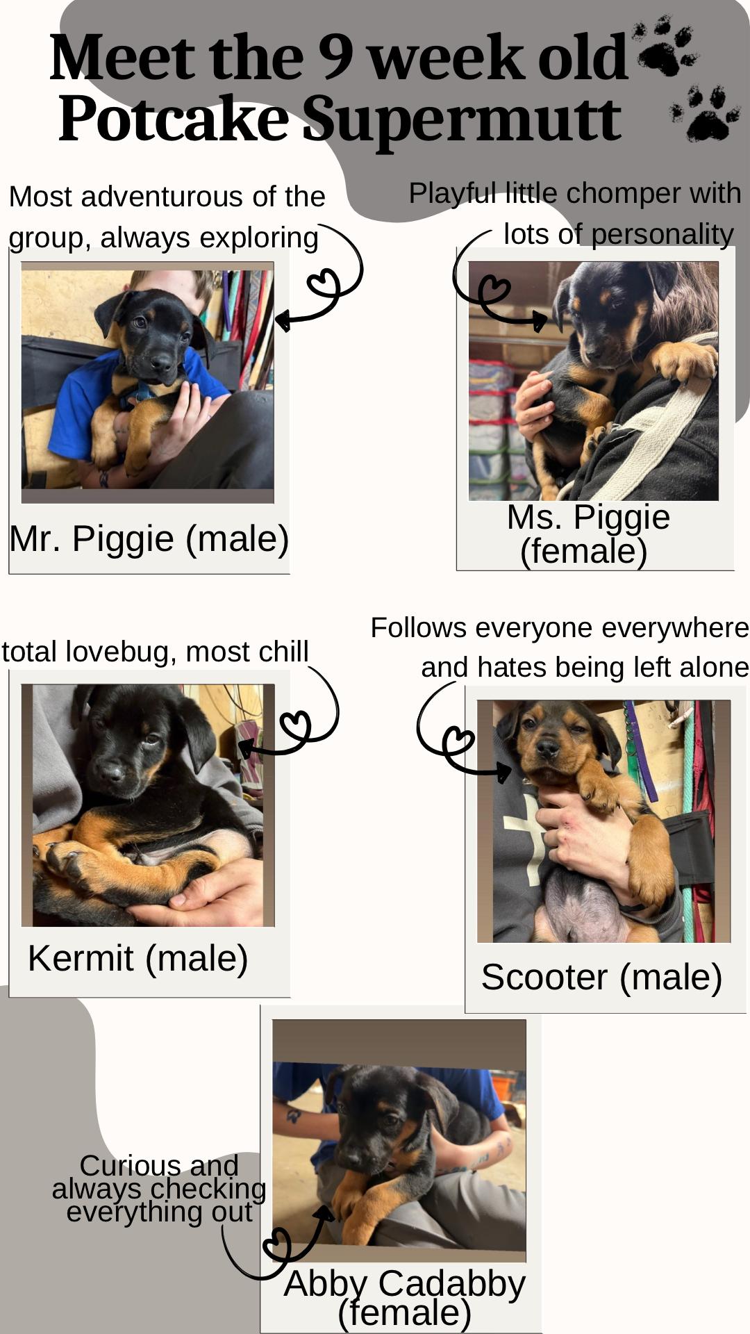 Enlarge Ms. Piggie , an adoptable Mixed Breed in Klamath Falls, OR image 2/2