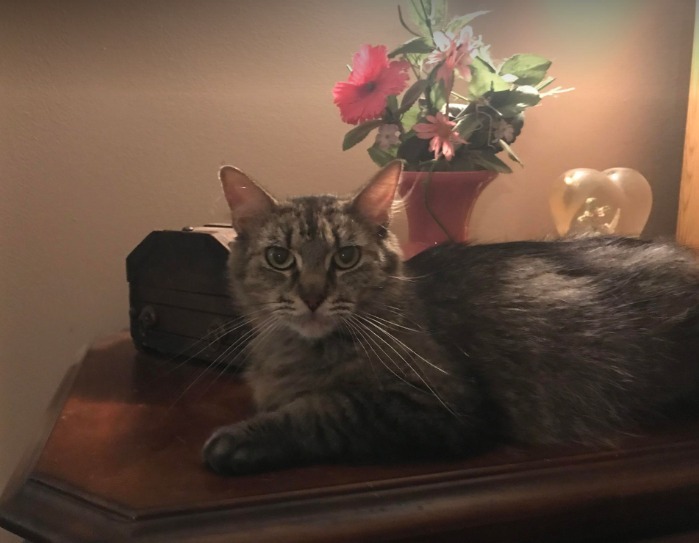 Miss Peggy, a Adoptable Domestic Medium Hair in Rockvale, TN image 1/2