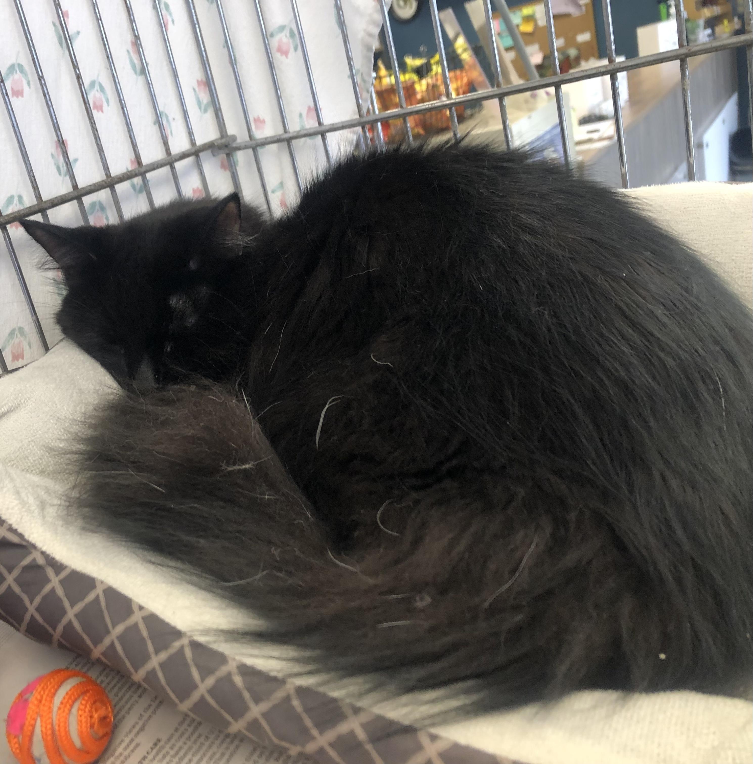 Zero, Adoptable, Adult Male Domestic Medium Hair.
