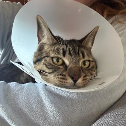 Cantaloupe, Adoptable, Adult Female Domestic Short Hair.