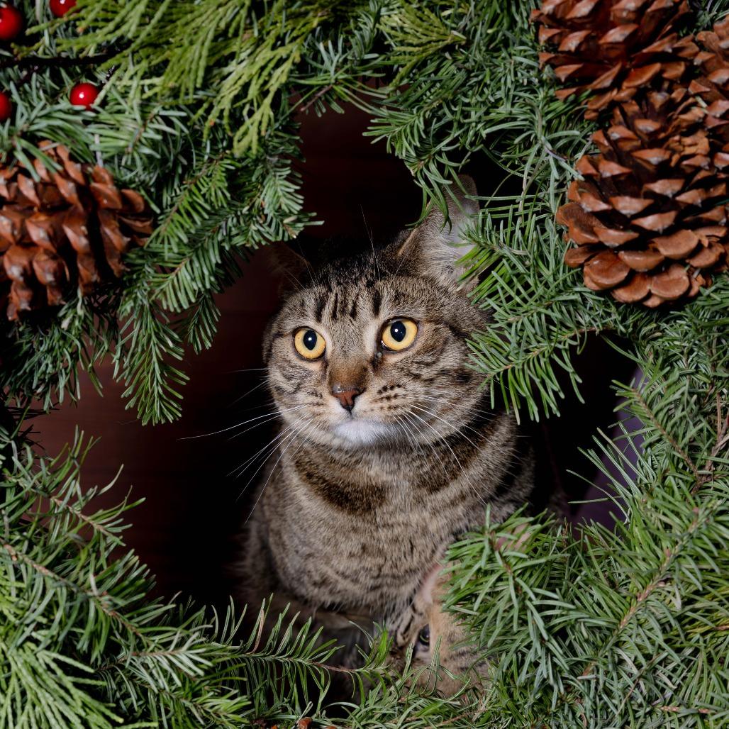 Cantaloupe, a Adoptable Domestic Short Hair in Santa Barbara, CA image 2/4